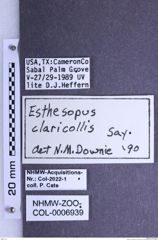 Etiketten zu Esthesopus claricollis (Say, 1836) (NHMW-ZOO-COL-0006939)